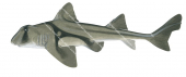 Port Jackson Shark,Heterodontus portusjacksoni,Roger Swainston,Animafish