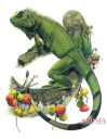 Green Iguana, Iguana iguana High Res illustration by Roger Swainston