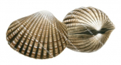 Ark Shell,Anadara granulosa,High Res Marine image by R.Swainston